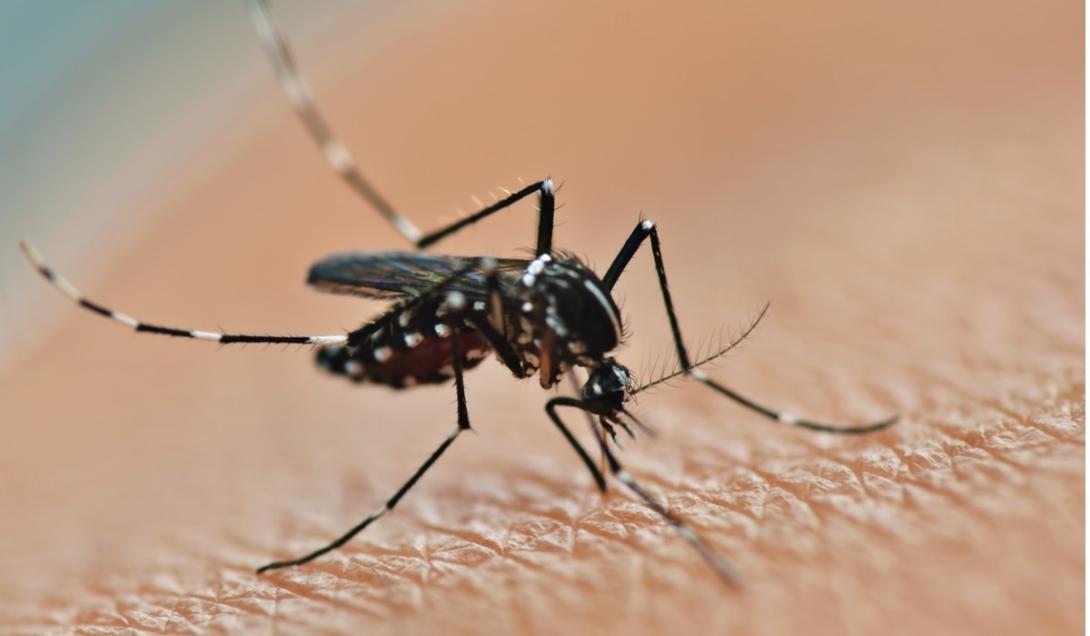 Cientistas chineses utilizam mosquitos para administrar vacinas-0