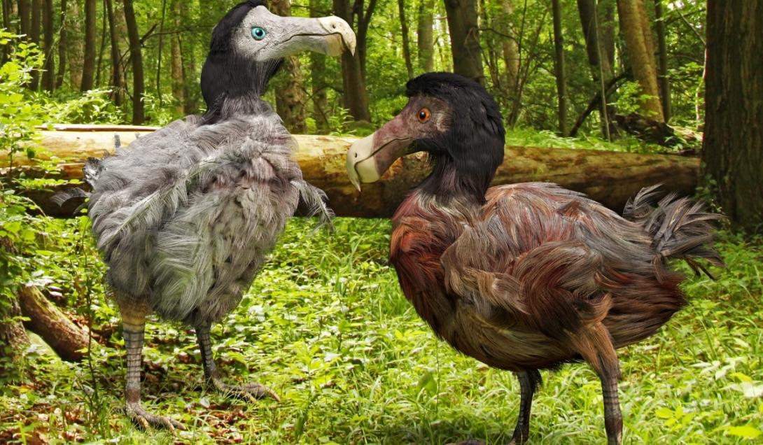 Cientistas pretendem ressuscitar o extinto pássaro dodô em apenas 6 anos-0
