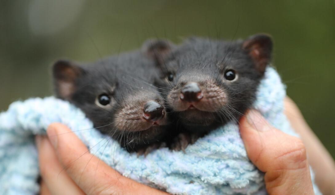 Nascem filhotes de uma das primeiras diabo-da-tasmânia reintroduzidas na natureza na Austrália-0
