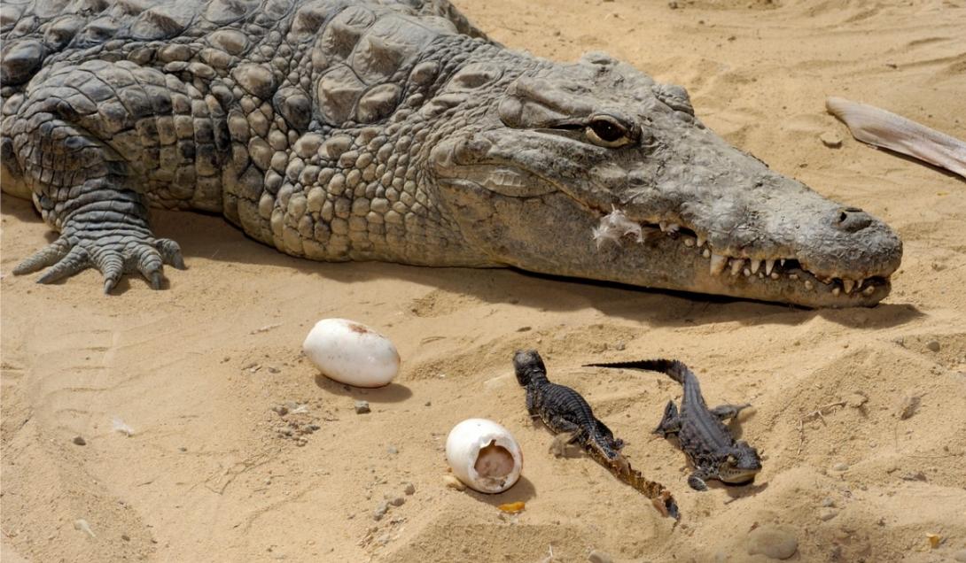 “Nascimento virgem”: fêmea de crocodilo botou ovos sem a necessidade de um macho-0