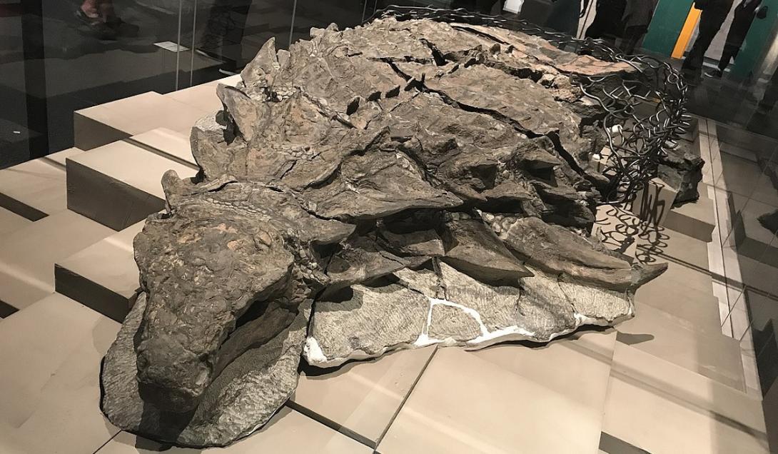 Mumificação de dinossauros: a rara ocorrência que fascina os cientistas-0