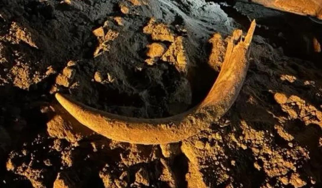 Presa gigantesca de mamute é encontrada em mina de carvão nos Estados Unidos-0