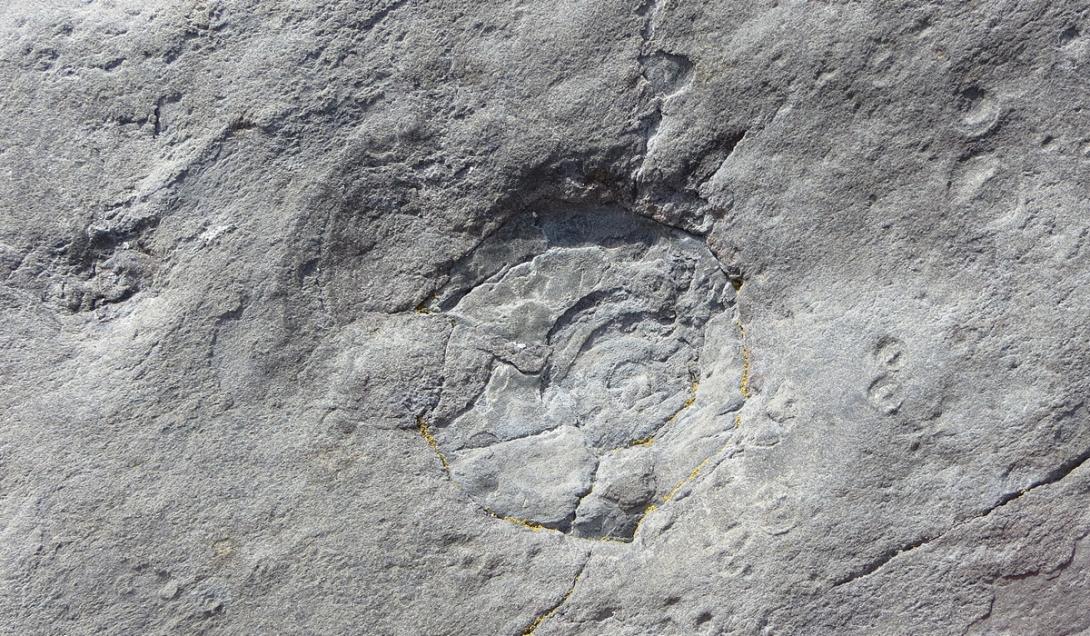 Fósseis das criaturas mais antigas do mundo são identificados no País de Gales-0