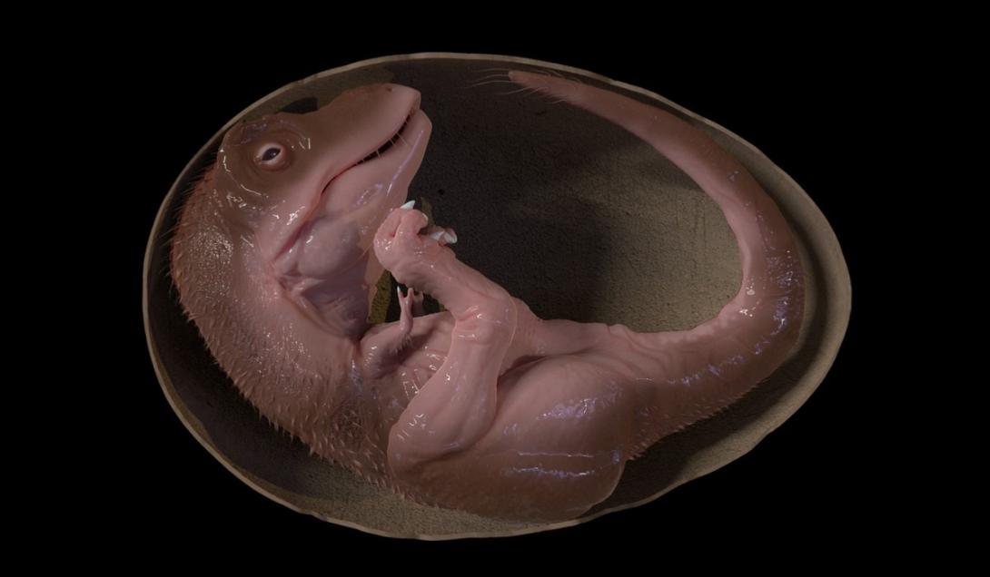 Incrível: descoberta uma "creche" de dinossauros na Patagônia argentina-0