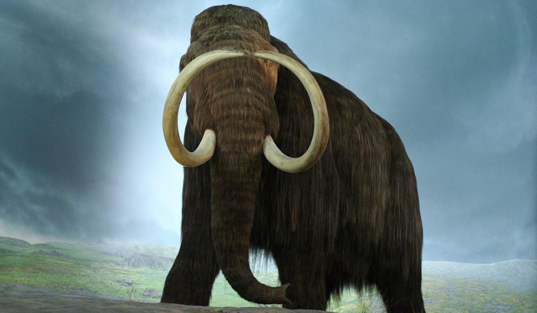 Empresa anuncia que está mais perto de trazer os mamutes de volta à vida-0